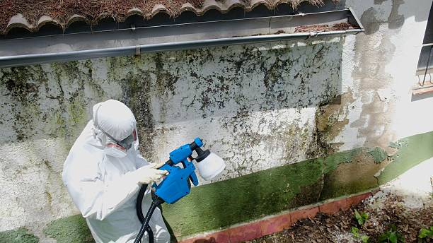 Top rated local Bathroom Mold Removal specialists in Springfield, CO